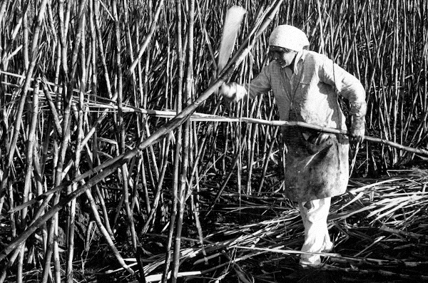 Trabalhadora rural no corte de cana, Pernambuco, década de 1980.