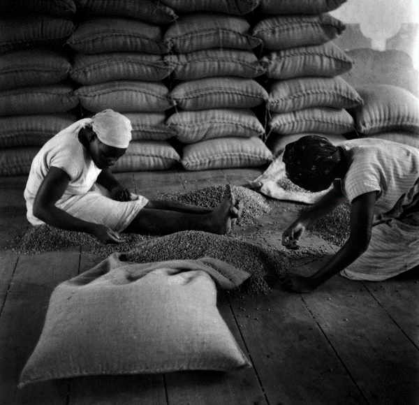 Mulheres na seleção de café, Vassouras, RJ, c. 1948. Foto Stanley Stein.